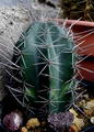 hair brush , Indian comb